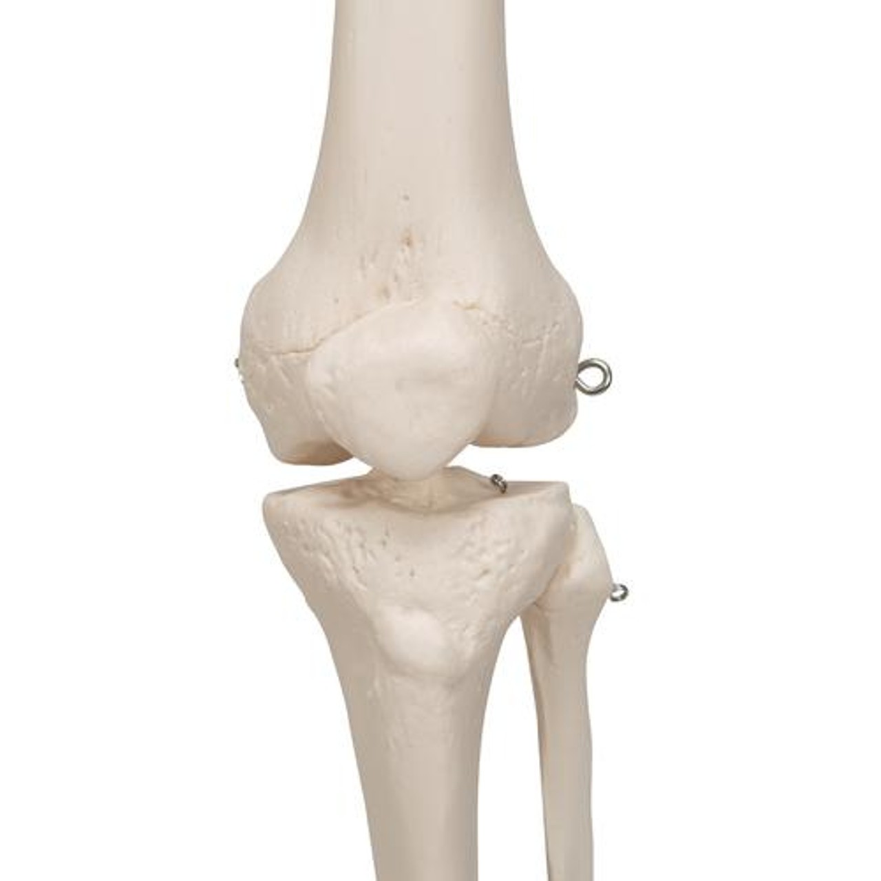 Classic Stan Human Skeleton Anatomy Model
