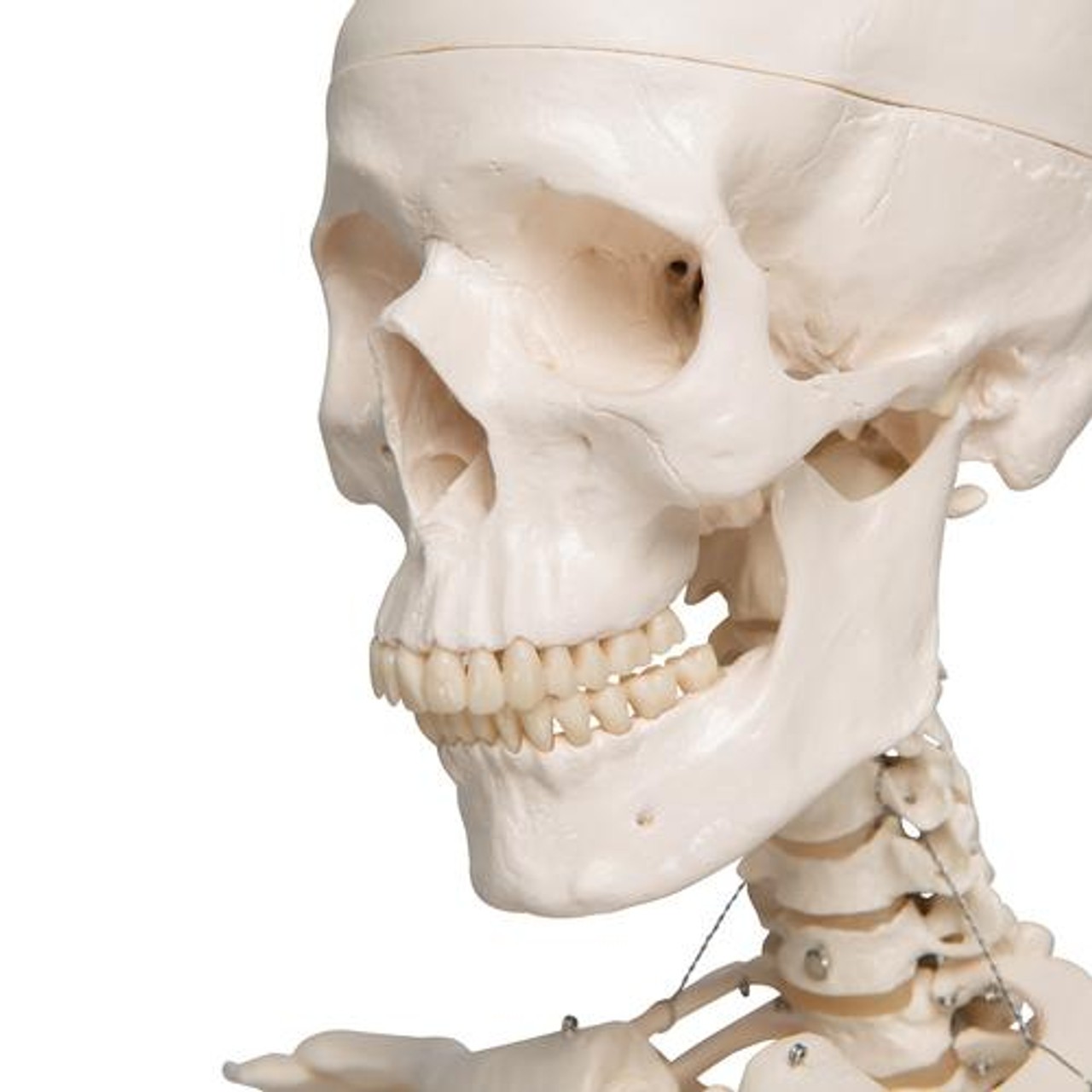 Classic Stan Human Skeleton Anatomy Model