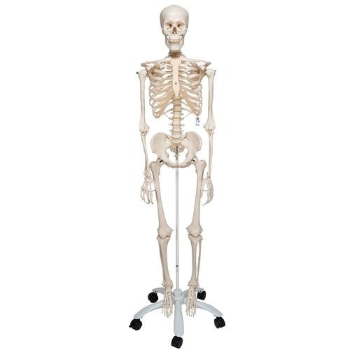 3B Scientific Classic Stan Human Skeleton Anatomy Model | Anatomy