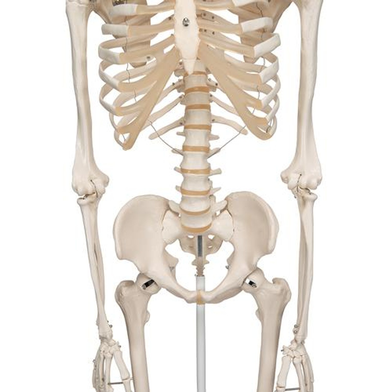 Classic Stan Human Skeleton Anatomy Model