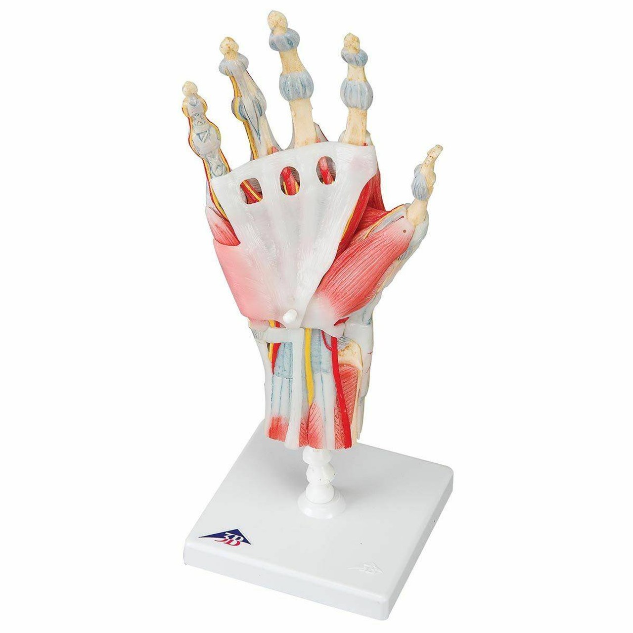 Hand and Lower Forearm Skeleton Anatomy Model With Ligaments
