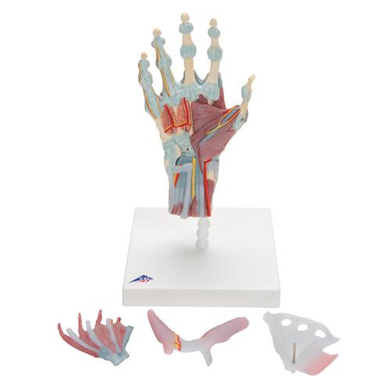 Hand and Lower Forearm Skeleton Anatomy Model With Ligaments - View when removed