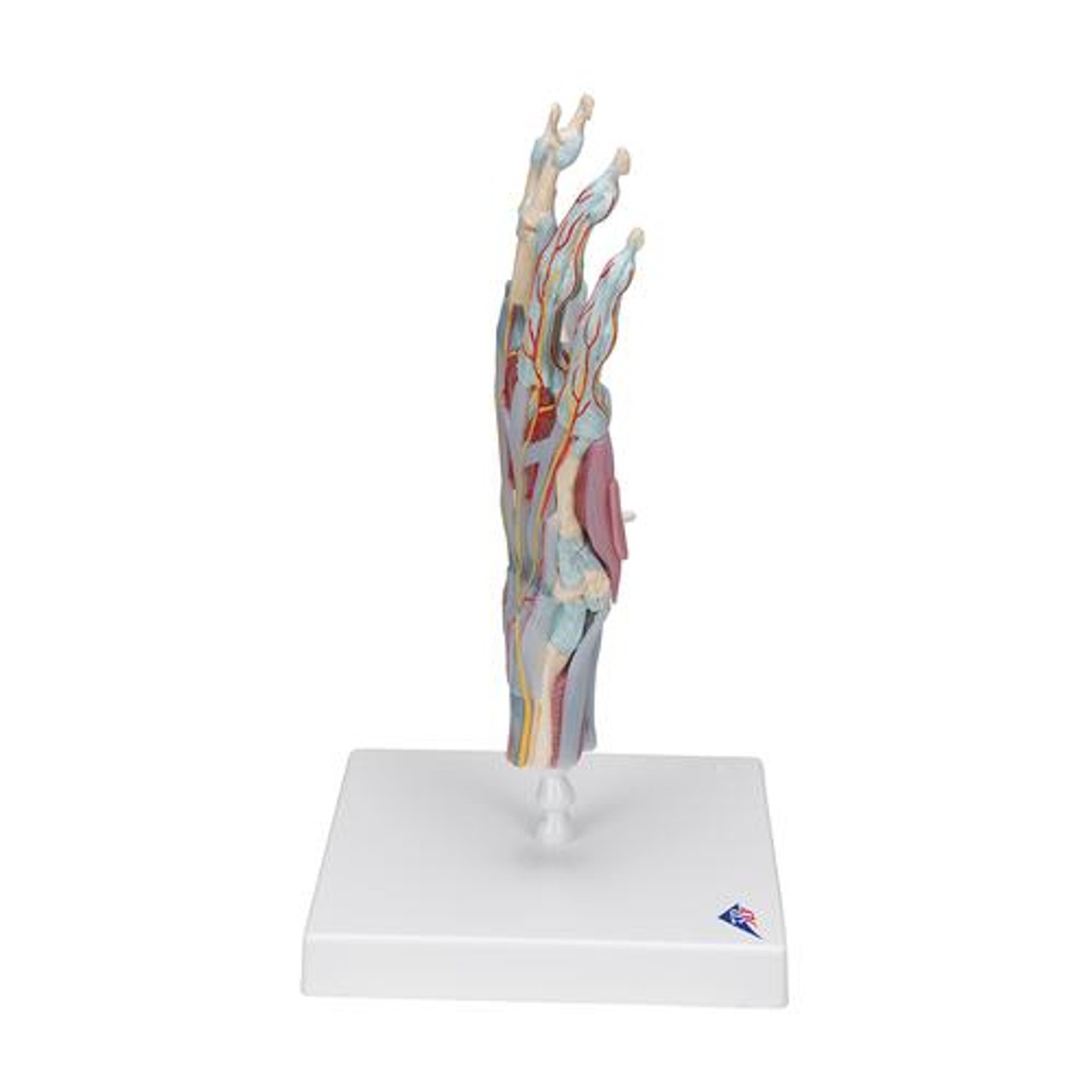 Hand and Lower Forearm Skeleton Anatomy Model With Ligaments - Right Side View