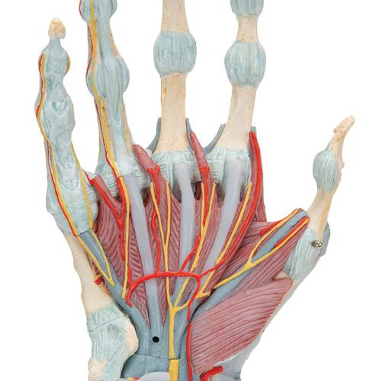 Hand and Lower Forearm Skeleton Anatomy Model With Ligaments - Zoom View