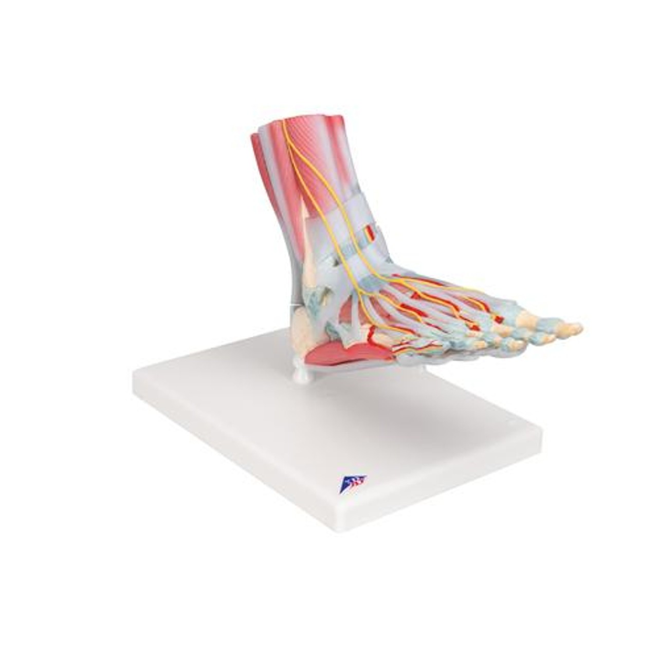 Foot and Lower Leg Skeleton Anatomy Model With Ligaments