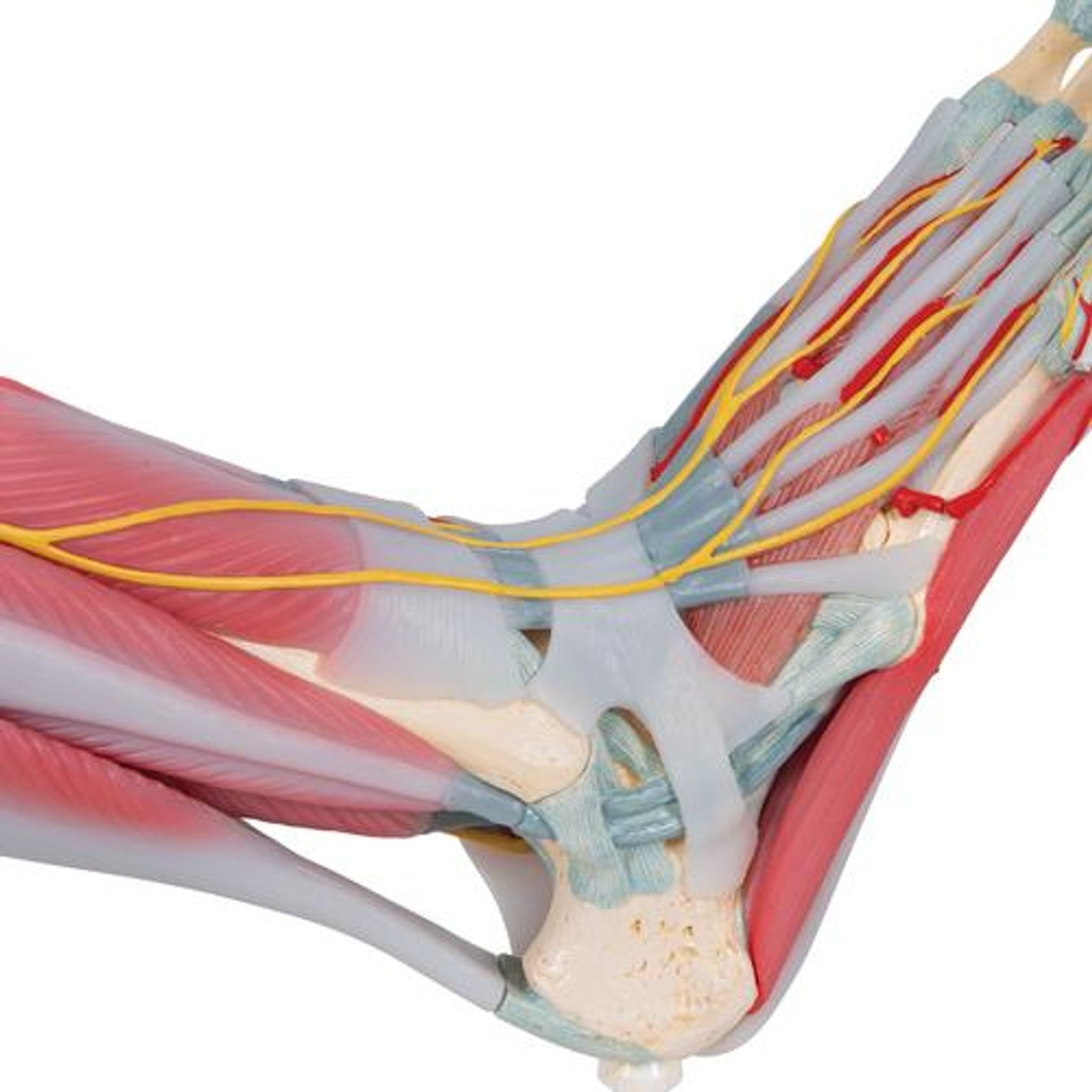 Foot and Lower Leg Skeleton Anatomy Model With Ligaments