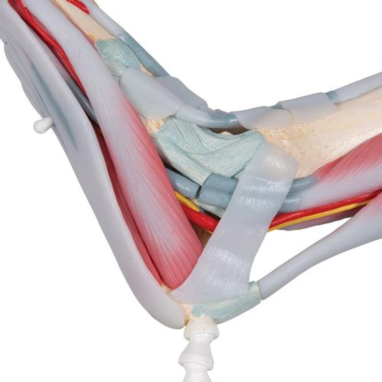 Foot and Lower Leg Skeleton Anatomy Model With Ligaments