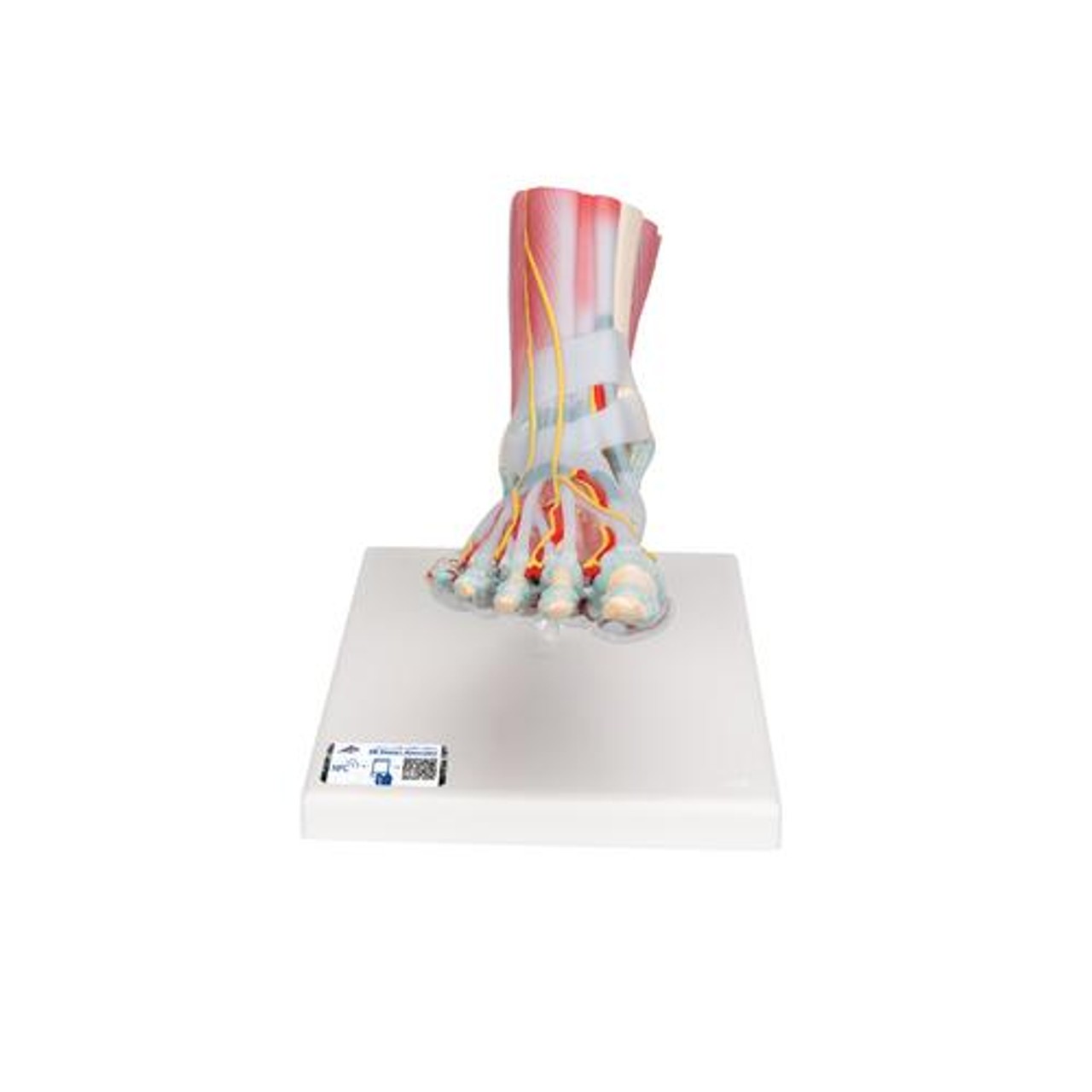 Foot and Lower Leg Skeleton Anatomy Model With Ligaments