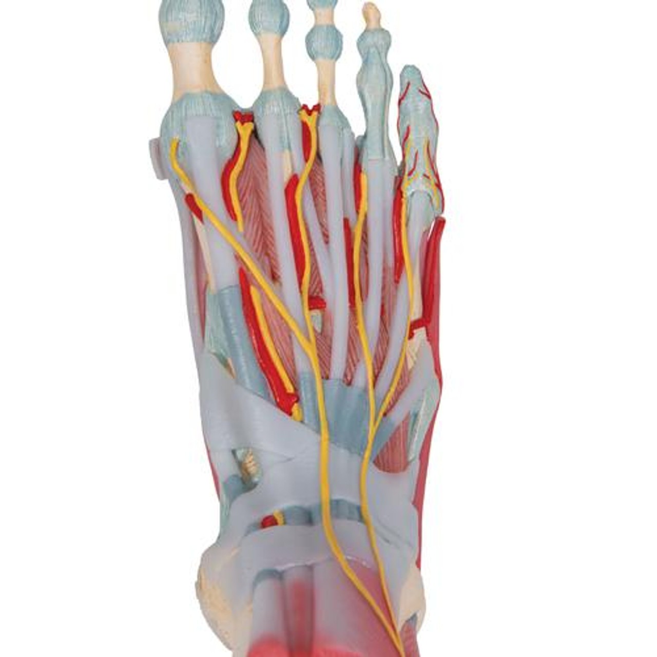 Foot and Lower Leg Skeleton Anatomy Model With Ligaments