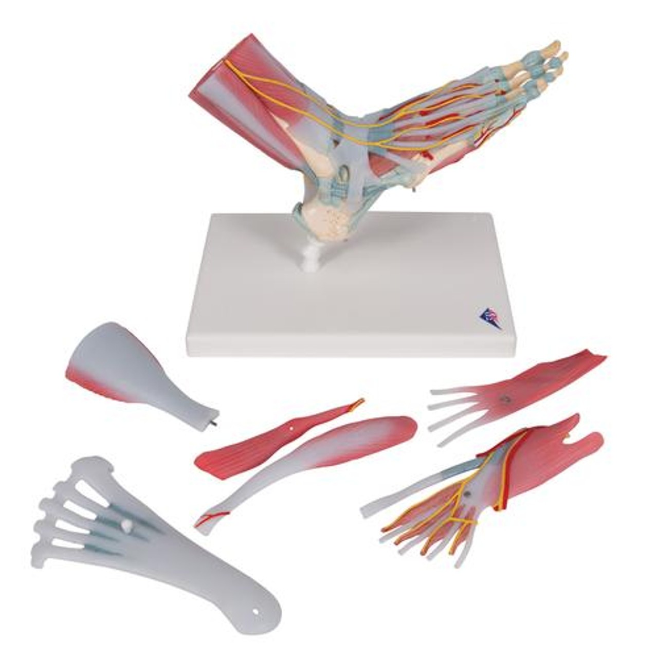 Foot and Lower Leg Skeleton Anatomy Model With Ligaments