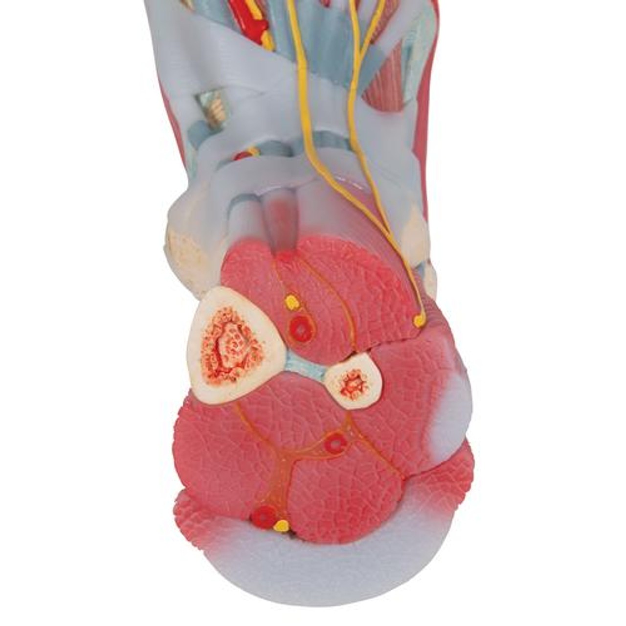 Foot and Lower Leg Skeleton Anatomy Model With Ligaments