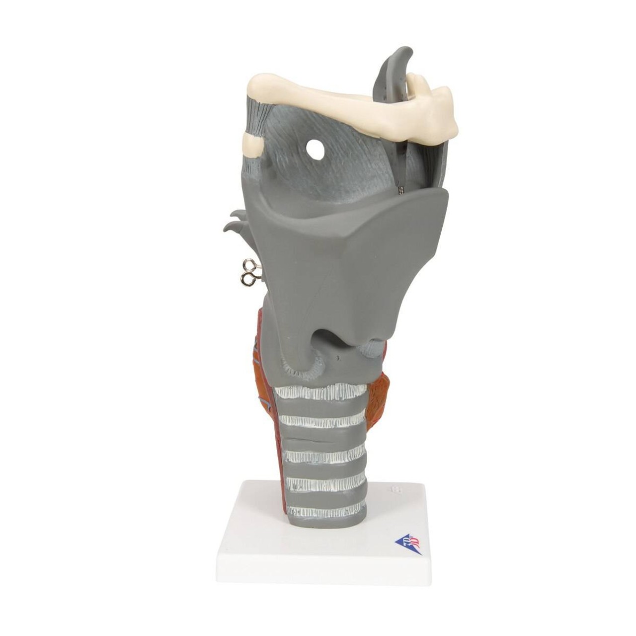 Functional Human Larynx Anatomy Model