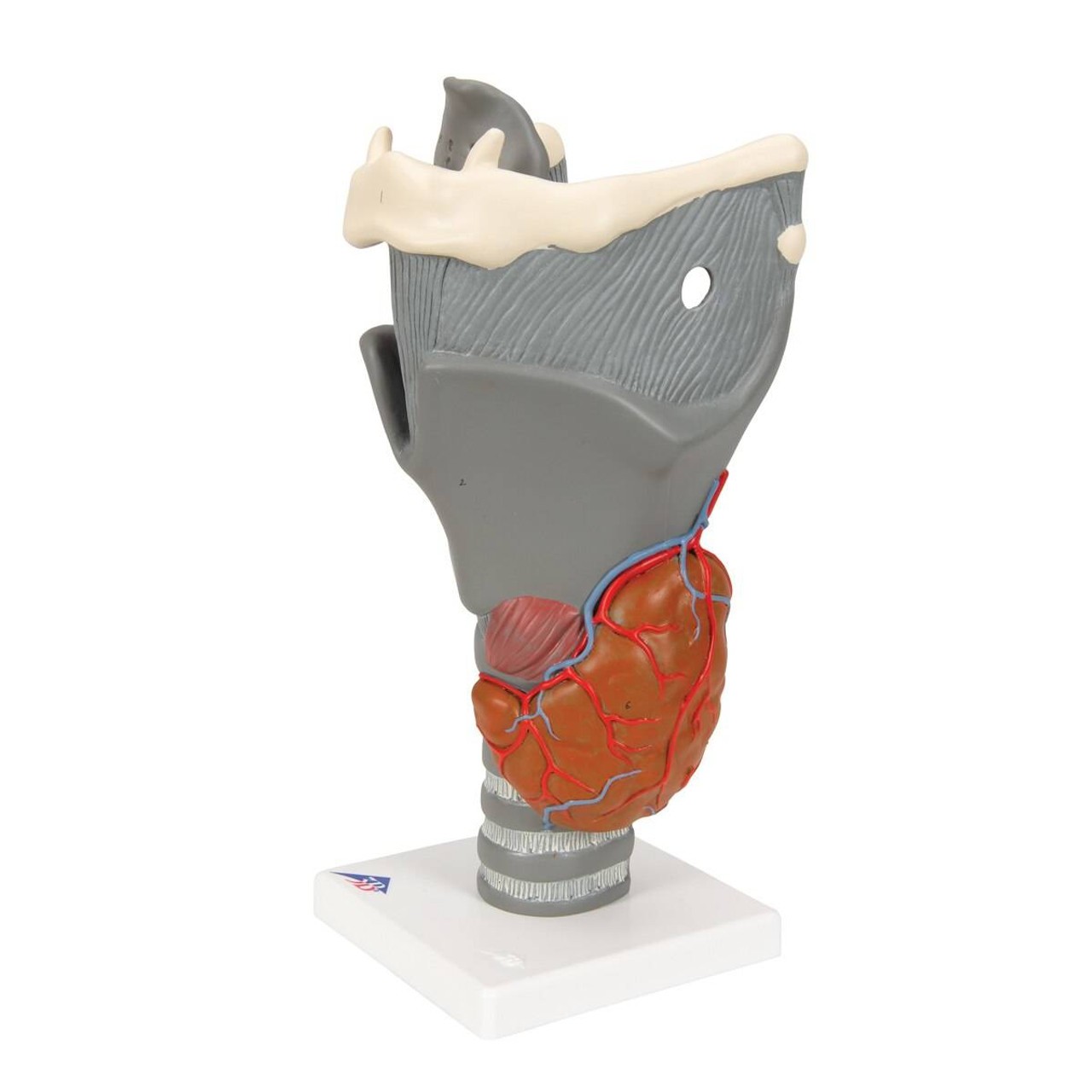 Functional Human Larynx Anatomy Model