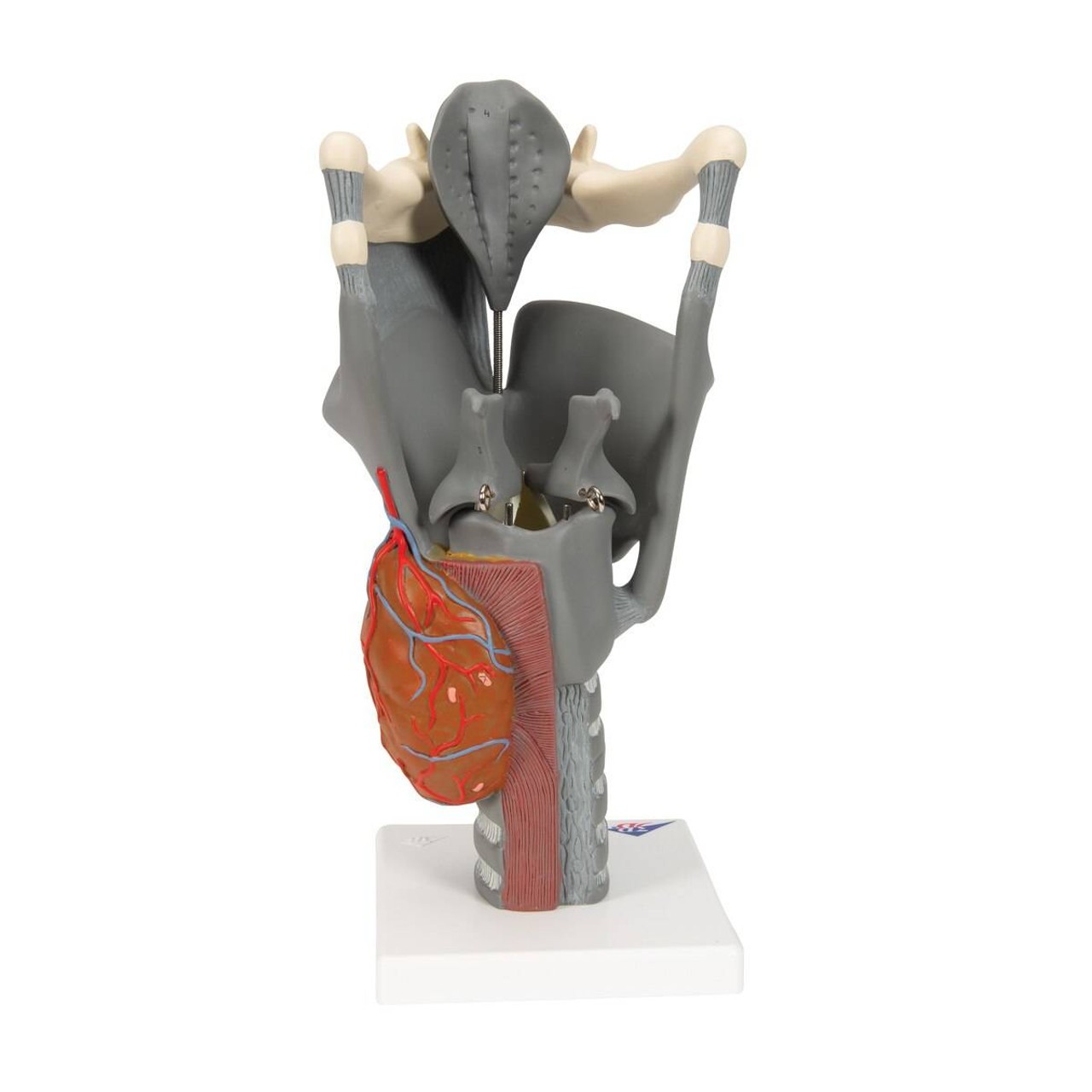 Functional Human Larynx Anatomy Model