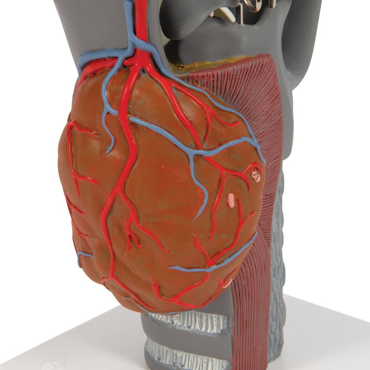 Functional Human Larynx Anatomy Model