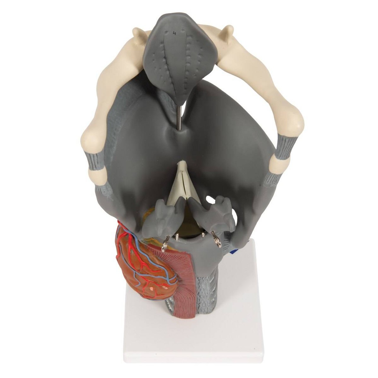 Functional Human Larynx Anatomy Model