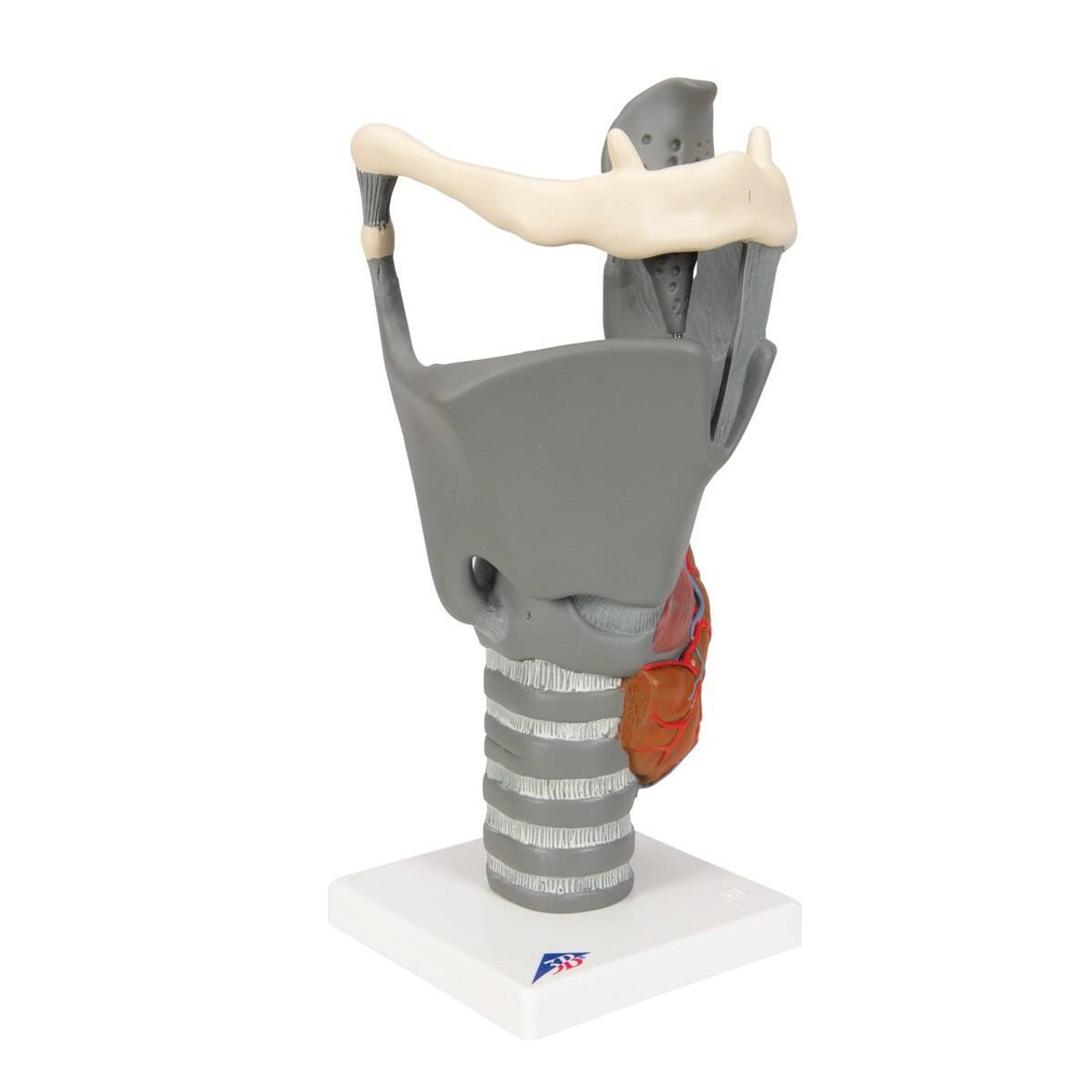 Functional Human Larynx Anatomy Model