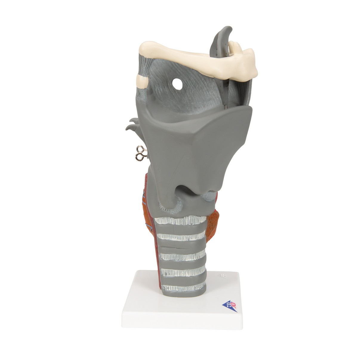Functional Human Larynx Anatomy Model