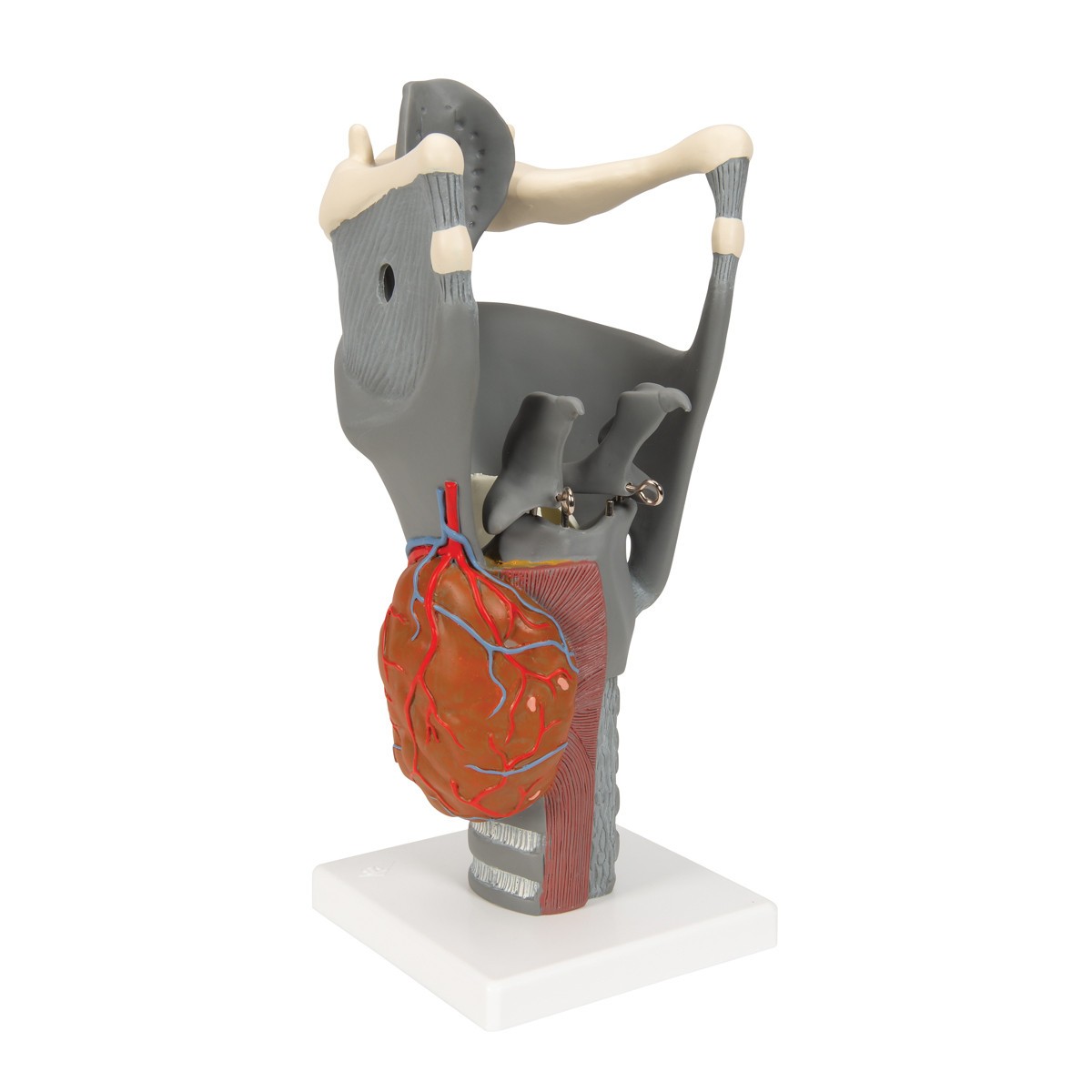Functional Human Larynx Anatomy Model