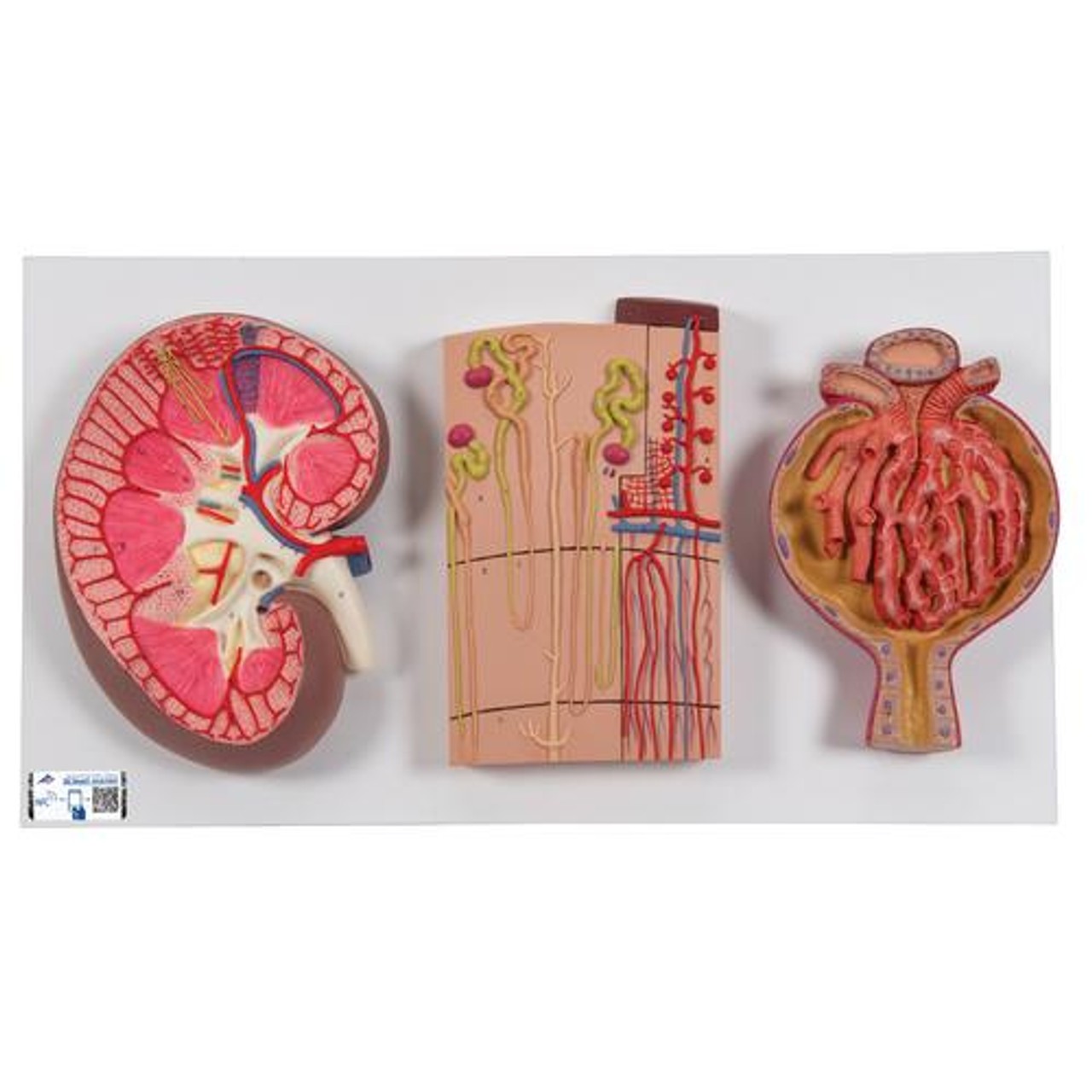 Kidney Section Model Including Nephrons, Blood Vessels and Renal Corpuscle