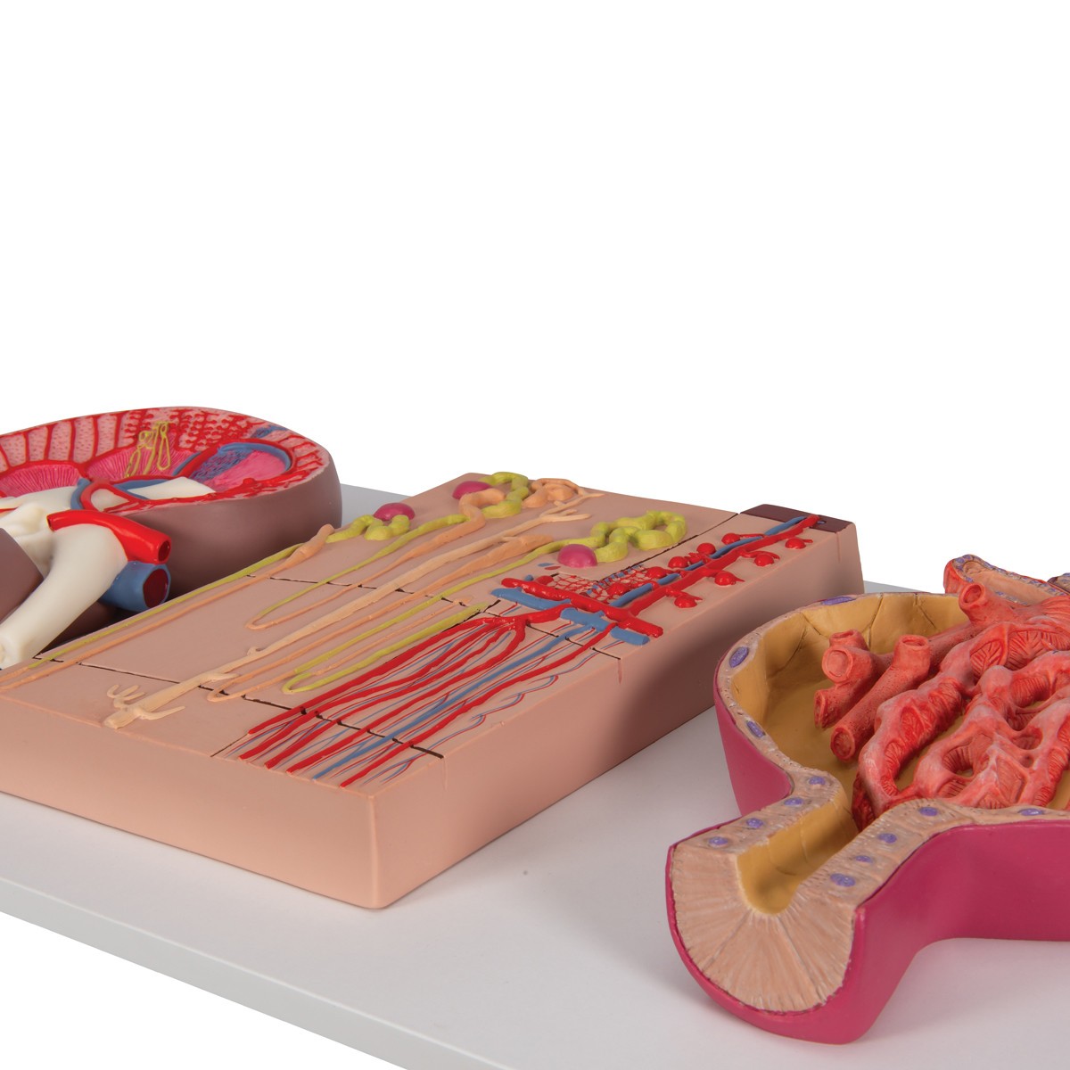 Kidney Section Model Including Nephrons, Blood Vessels and Renal Corpuscle