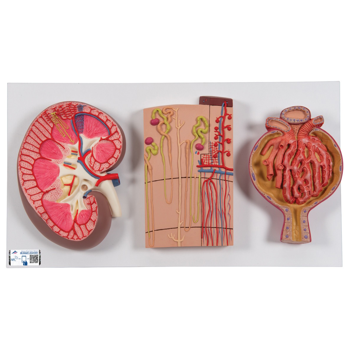 Kidney Section Model Including Nephrons, Blood Vessels and Renal Corpuscle