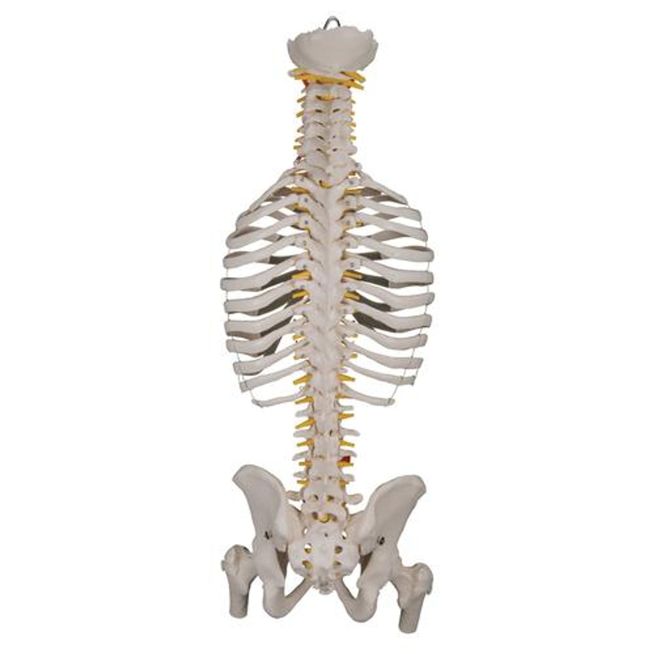 Classic Flexible Spine Anatomy Model With Ribs and Femur Heads - Back View