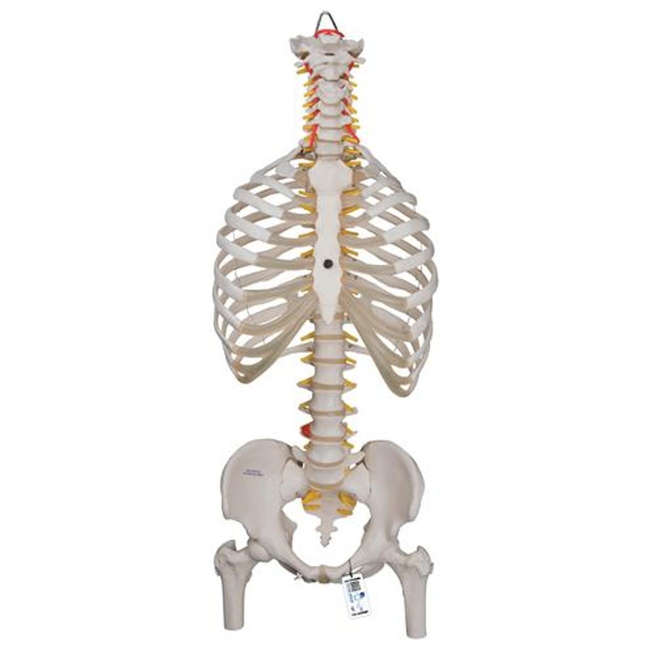 Classic Flexible Spine Anatomy Model With Ribs and Femur Heads