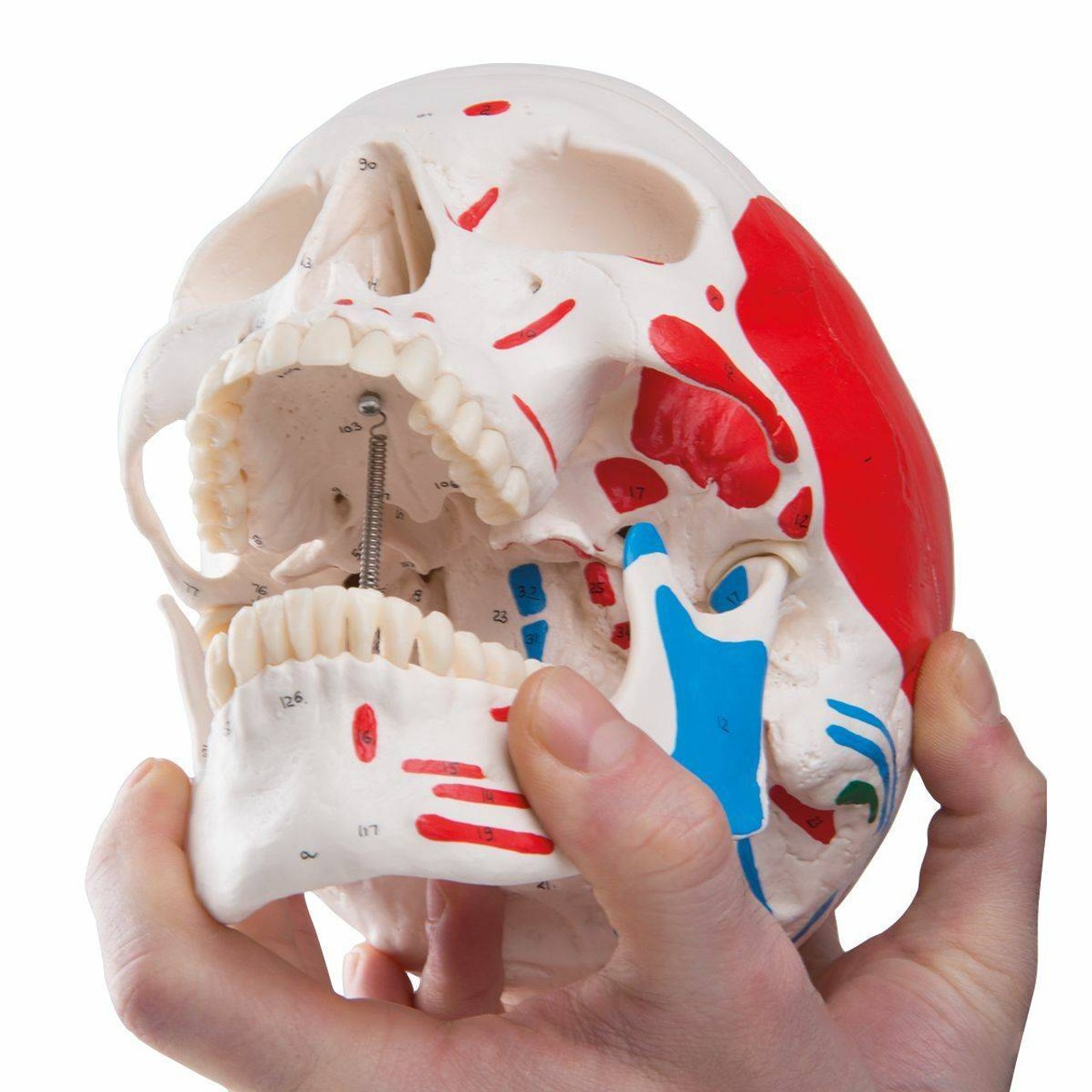Painted Classic Human Skull Anatomy Model