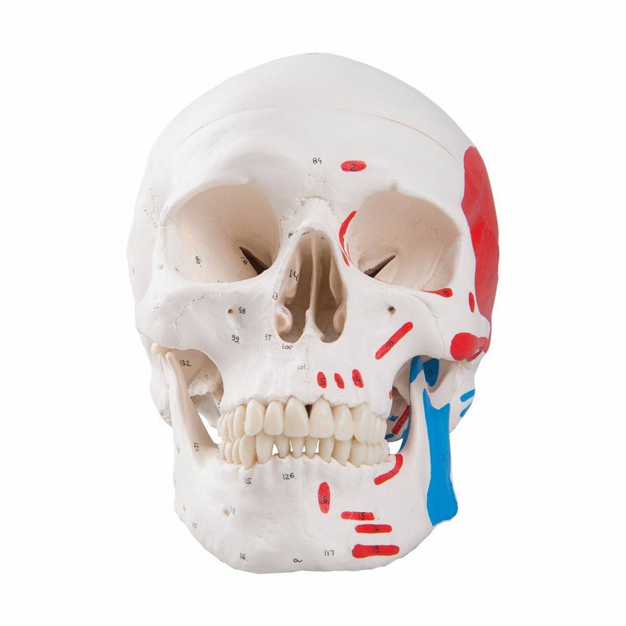 Painted Classic Human Skull Anatomy Model