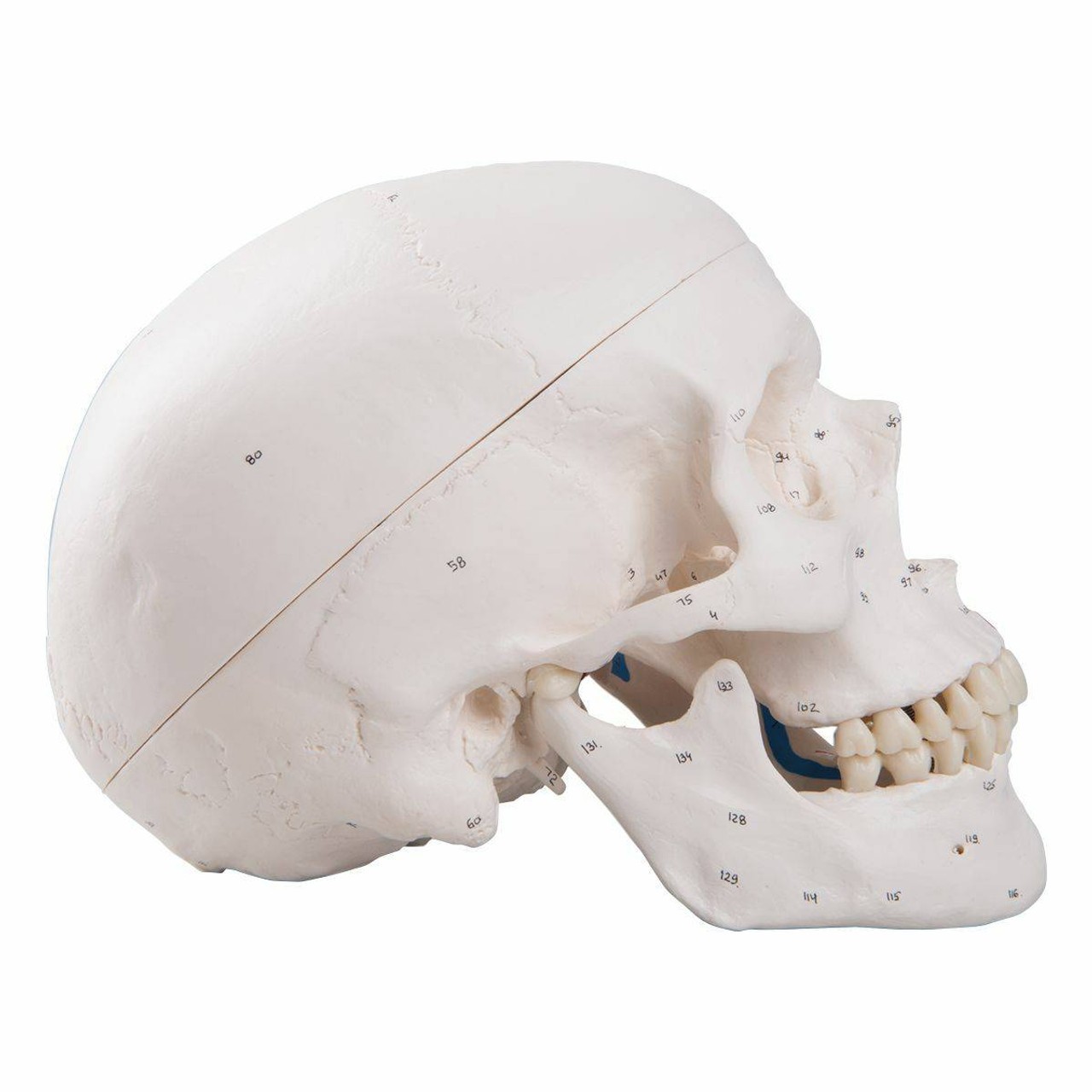 Painted Classic Human Skull Anatomy Model