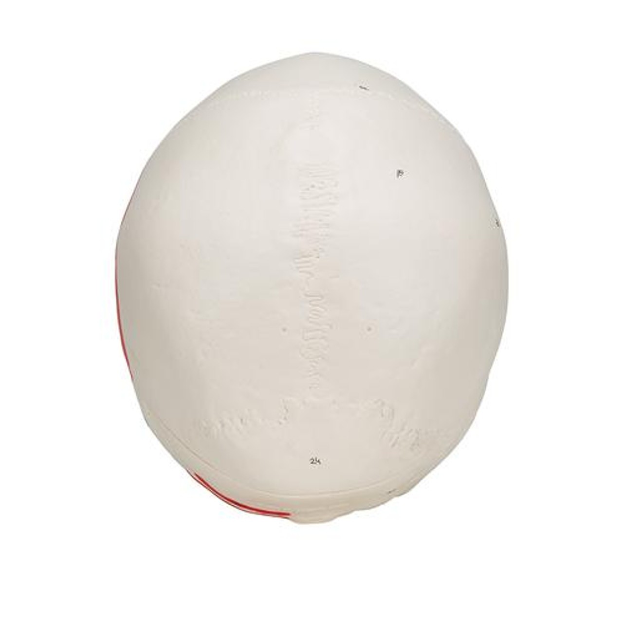 Painted Classic Human Skull Anatomy Model