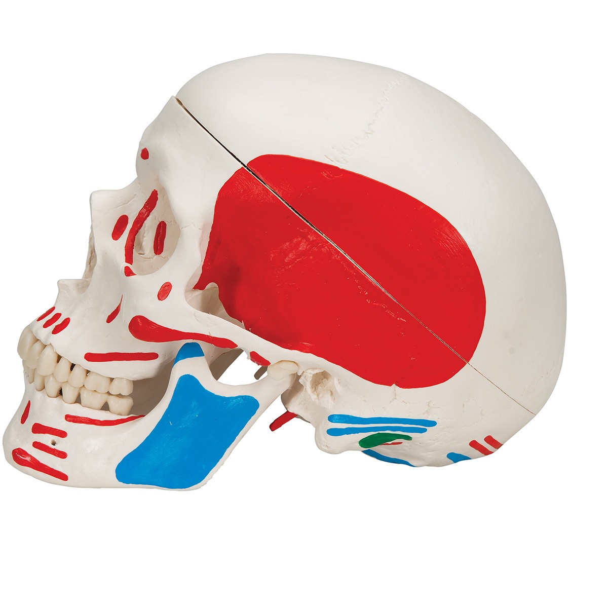 Painted Classic Human Skull Anatomy Model