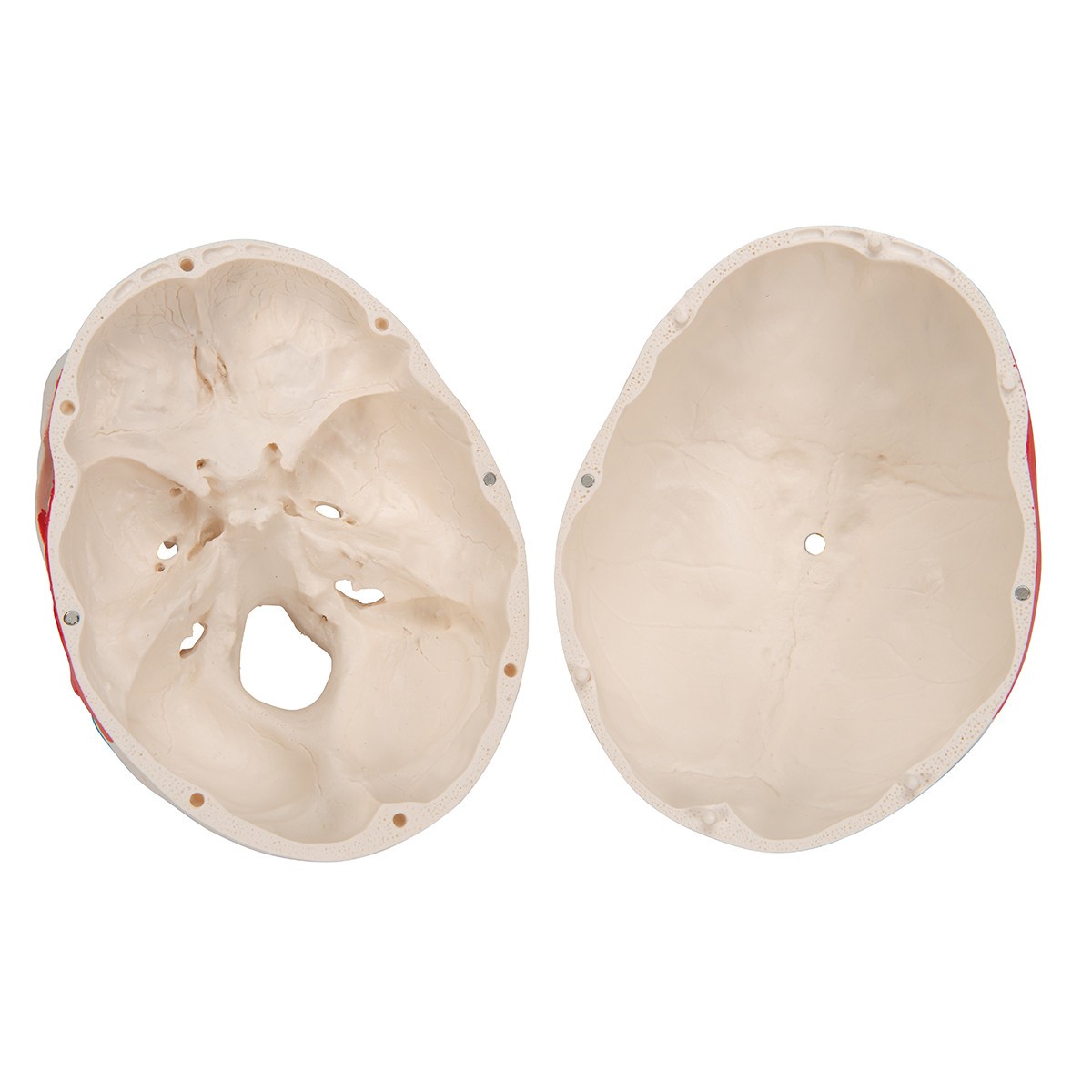 Painted Classic Human Skull Anatomy Model