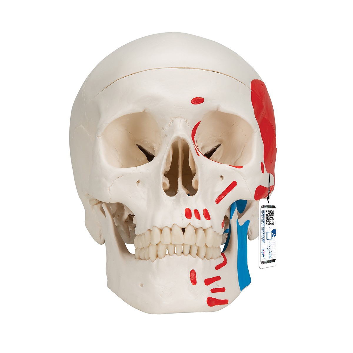 Painted Classic Human Skull Anatomy Model