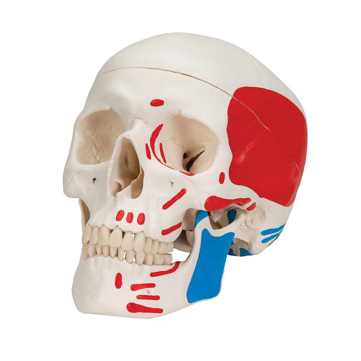 Painted Classic Human Skull Anatomy Model