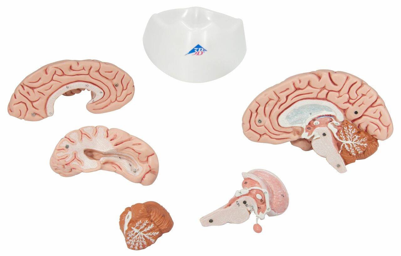 Human Brain Anatomy Model