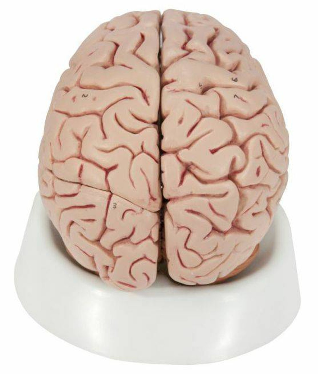 Human Brain Anatomy Model