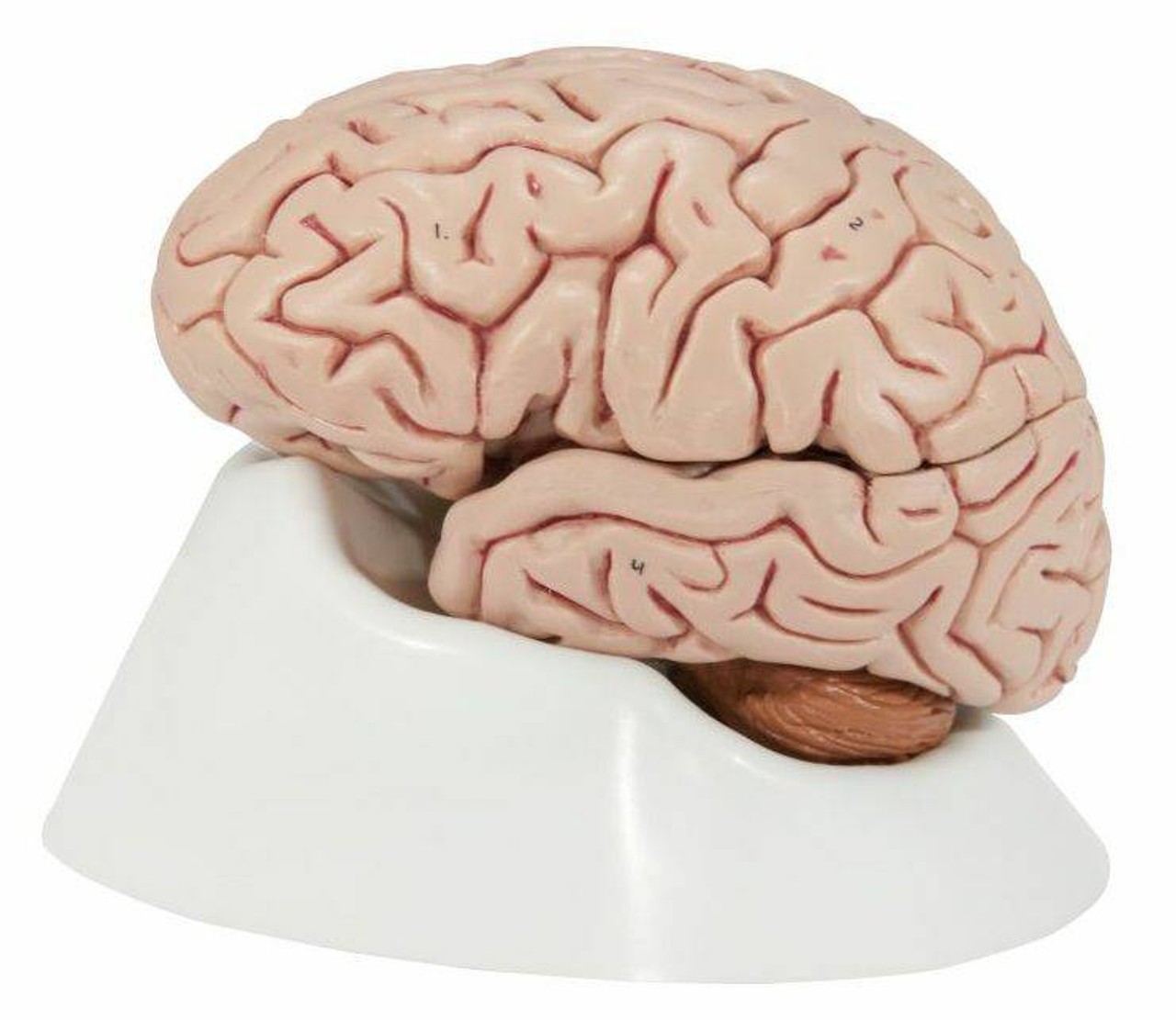 Human Brain Anatomy Model