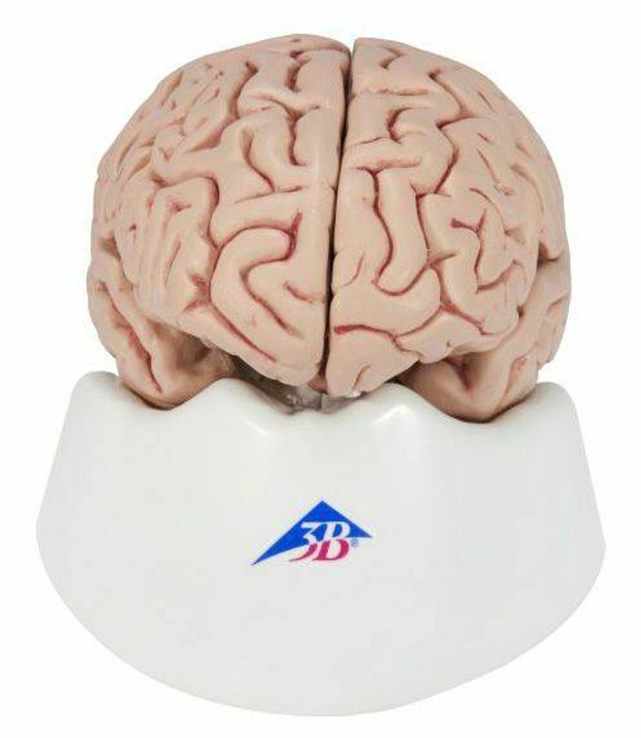Human Brain Anatomy Model