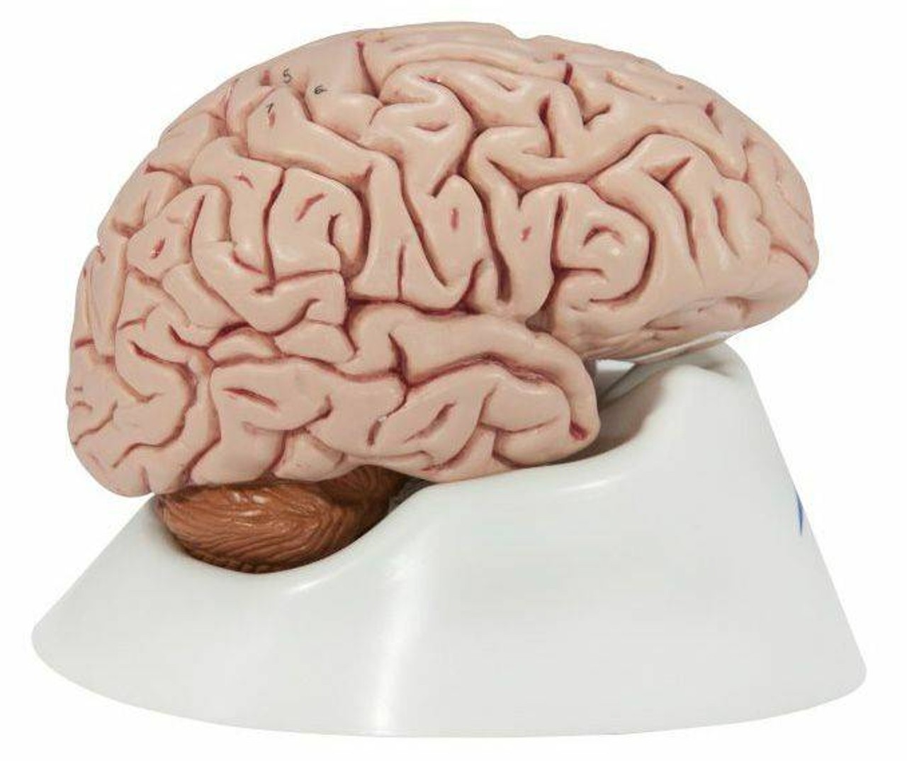 Human Brain Anatomy Model