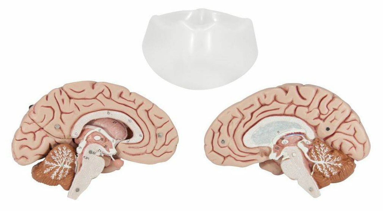 Human Brain Anatomy Model