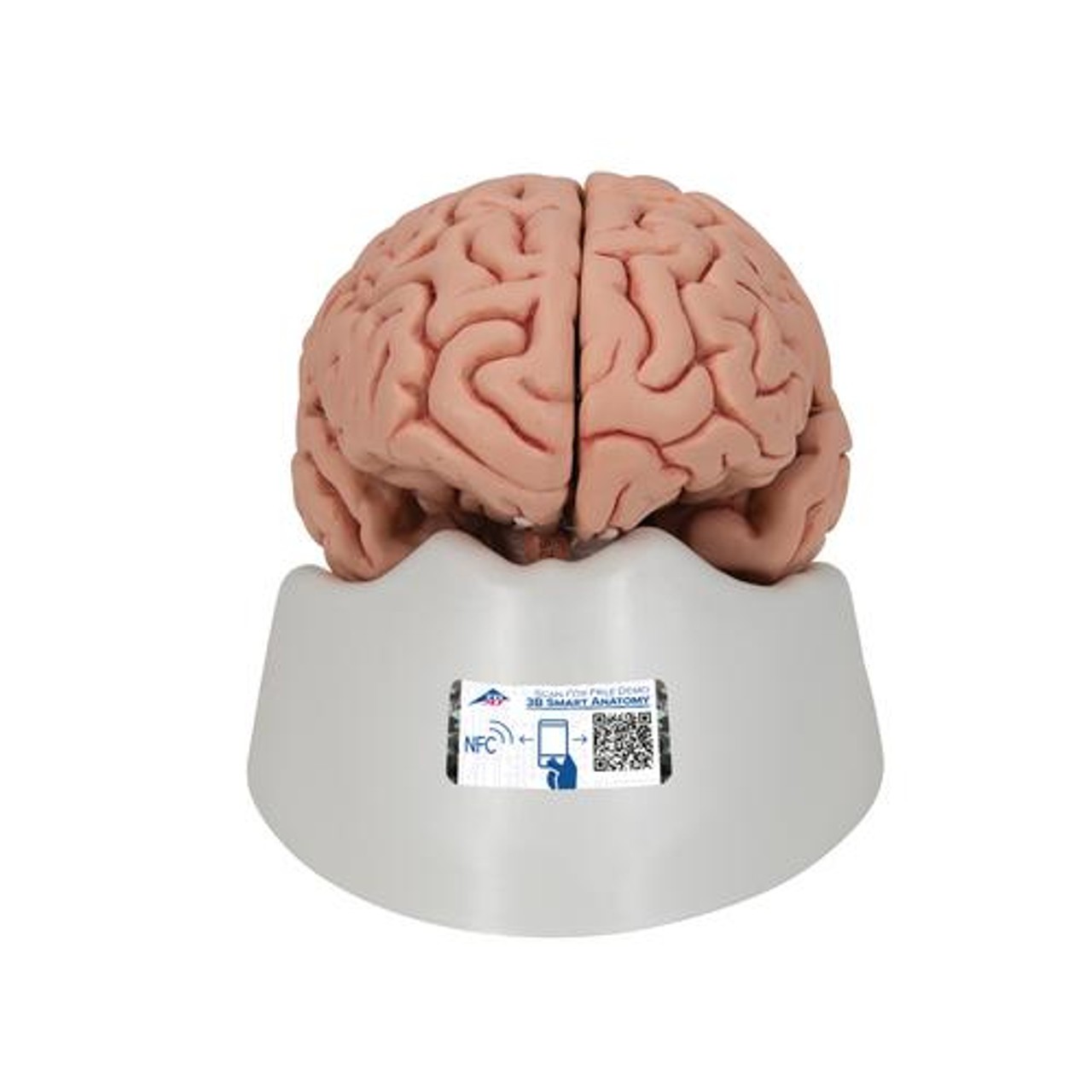 Human Brain Anatomy Model