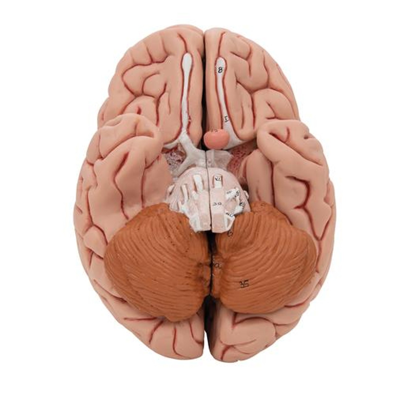 Human Brain Anatomy Model