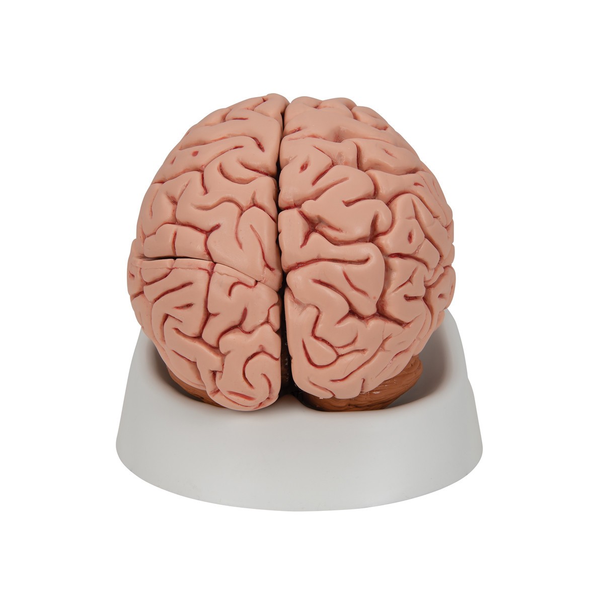 Human Brain Anatomy Model