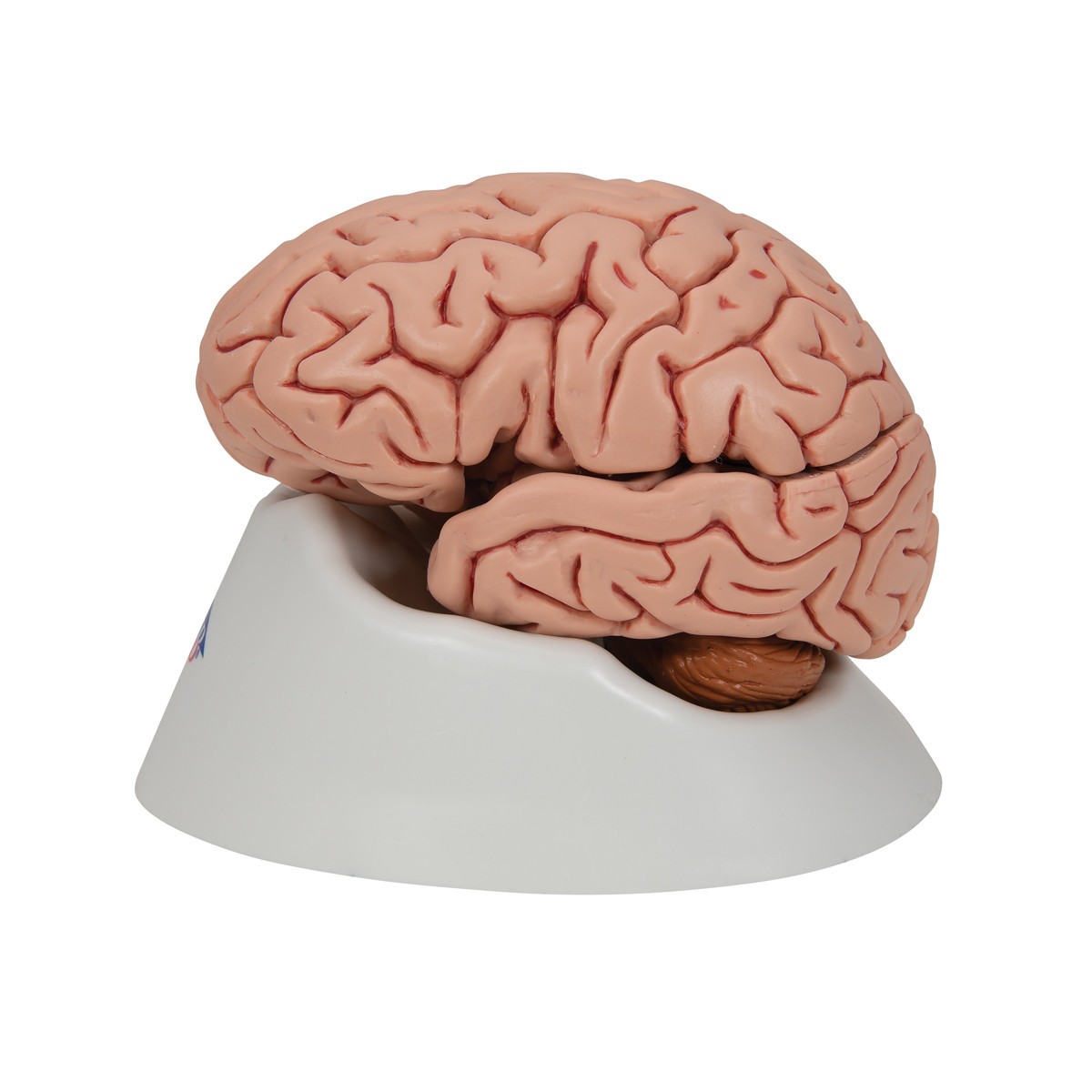 Human Brain Anatomy Model