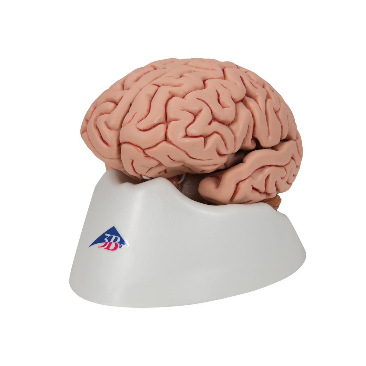 Human Brain Anatomy Model