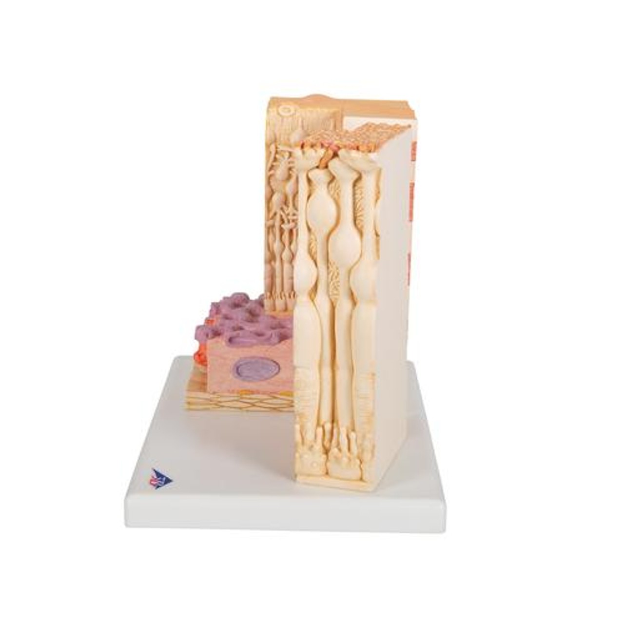 3B Microanatomy Eye Anatomy Model