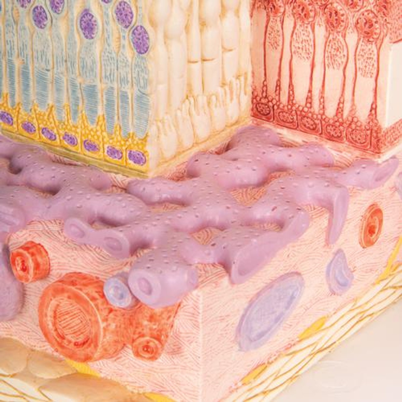 3B Microanatomy Eye Anatomy Model