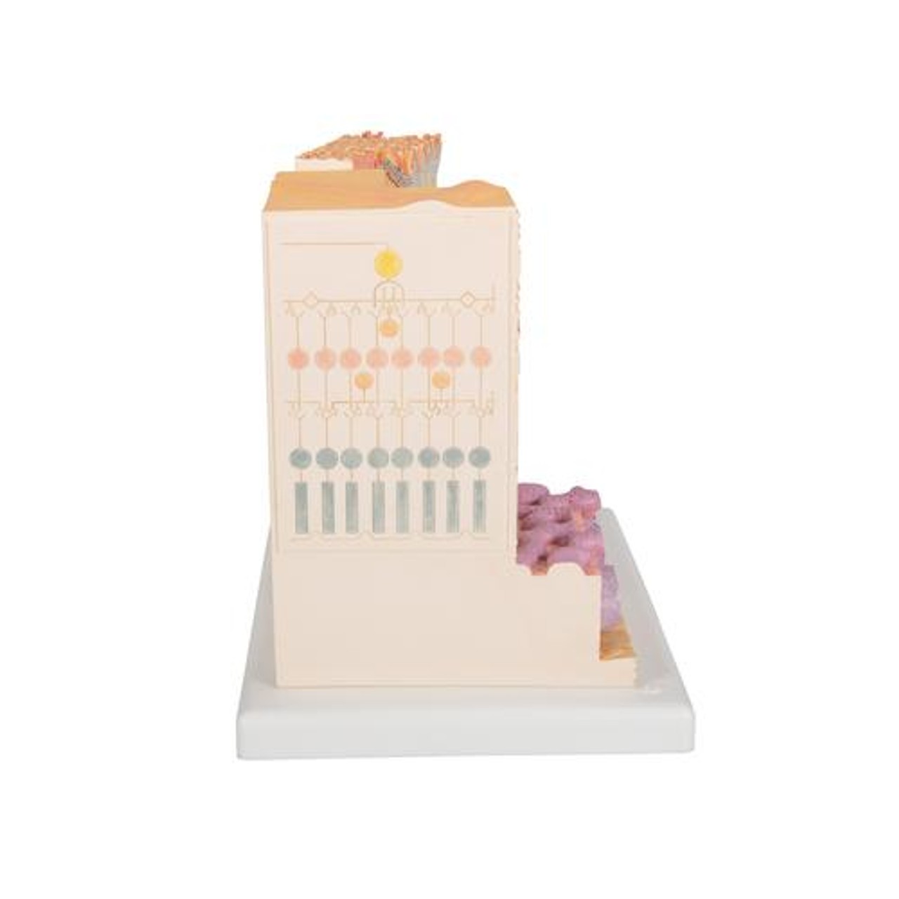 3B Microanatomy Eye Anatomy Model